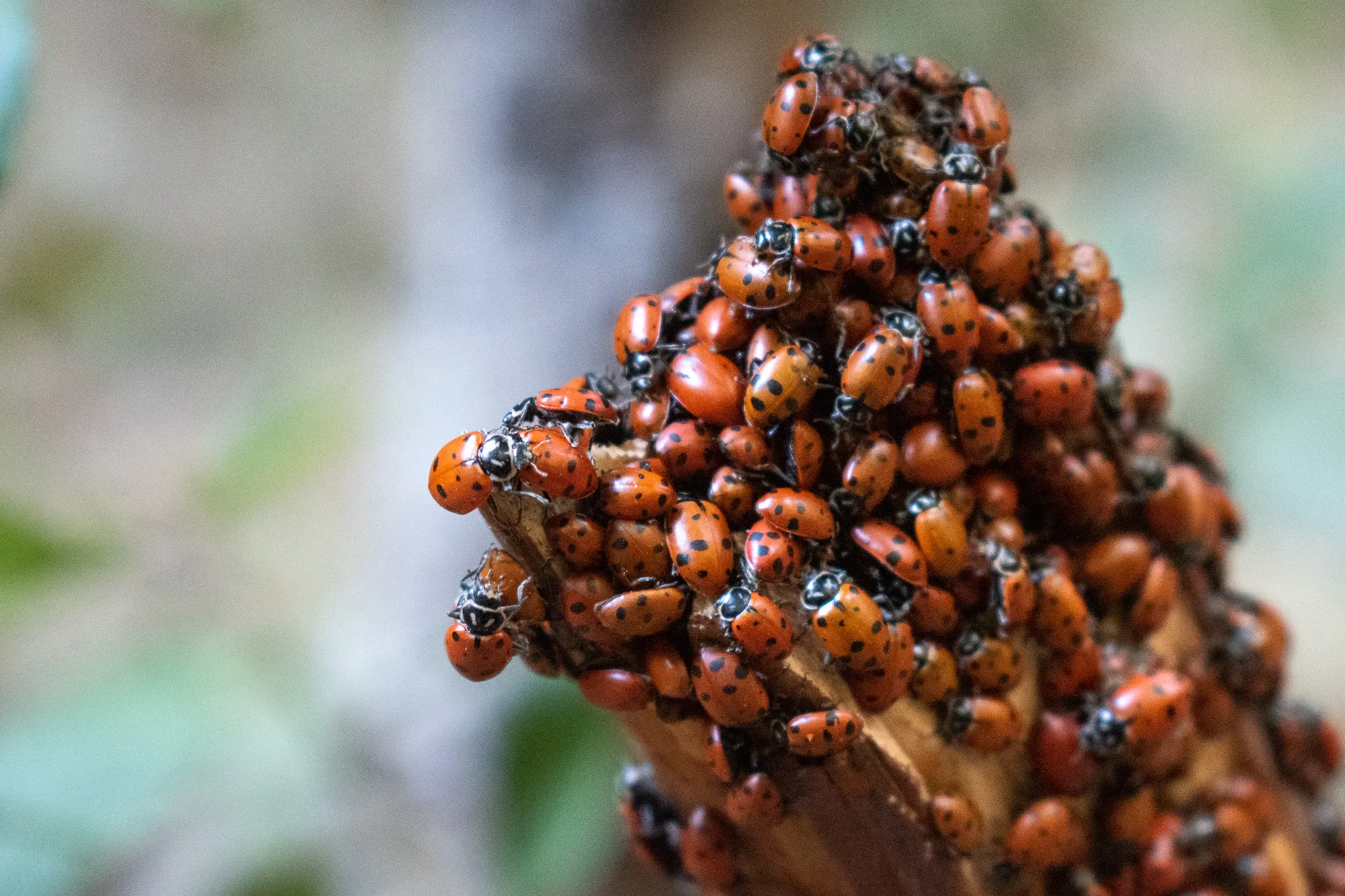A dense cluster of ladybugs crowded on a piece of wood
